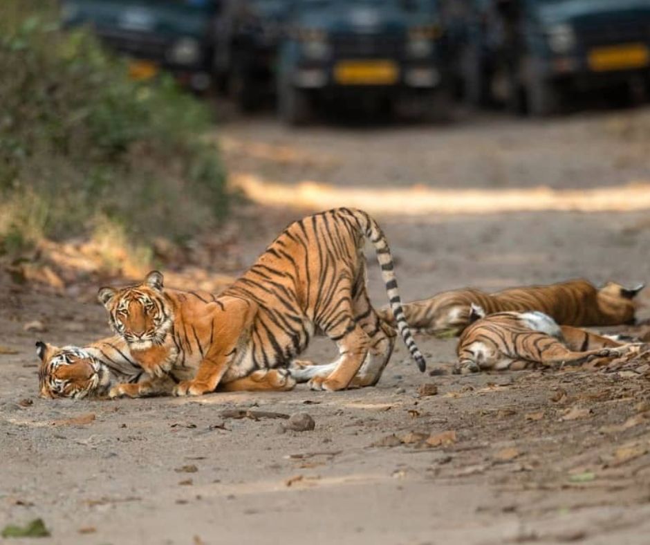 Jim Corbett Tour Packages 